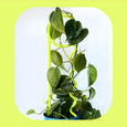 Lucky Things - Neon Noodle Plant Pin