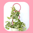 Lucky Things - Fairy Floss Plant Pin