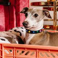 Nice Digs - Smooth Spike Leather Dog Collar - Memphis Noir - L