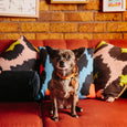 Nice Digs - Smooth Spike Leather Dog Collar - Memphis Tan - XL