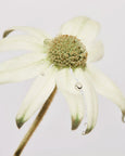 Leif - Flannel Flower Handwash 1L Refill Pouch