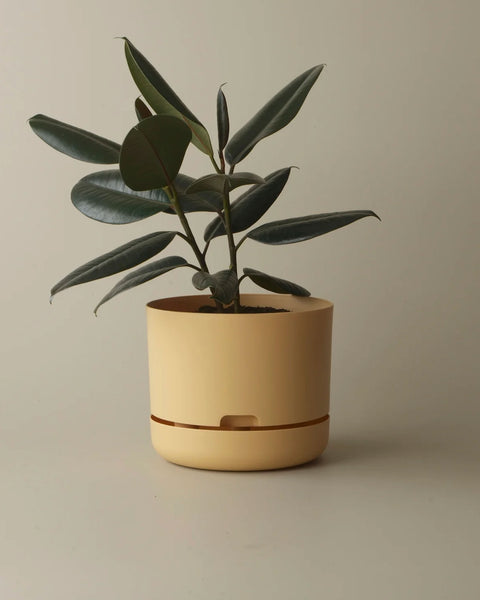 Mr Kitly - Self-Watering Plant Pots - 250mm - PICK UP ONLY