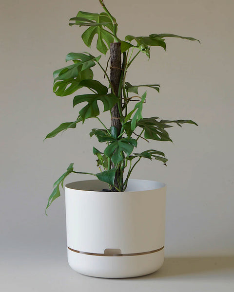 mr kitly self-watering plant pot Mr Kitly - Self-Watering Plant Pot - 300mm