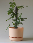 Mr Kitly - Self-Watering Plant Pot - 300mm - PICK UP ONLY