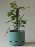 Mr Kitly - Self-Watering Plant Pot - 300mm - PICK UP ONLY