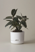 Mr Kitly - Self-Watering Plant Pots - 170mm - PICK UP ONLY