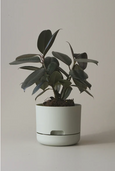 Mr Kitly - Self-Watering Plant Pots - 170mm - PICK UP ONLY
