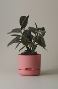 Mr Kitly - Self-Watering Plant Pots - 170mm - PICK UP ONLY