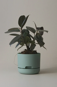 Mr Kitly - Self-Watering Plant Pots - 170mm - PICK UP ONLY