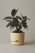 Mr Kitly - Self-Watering Plant Pots - 170mm - PICK UP ONLY