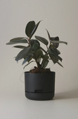 Mr Kitly - Self-Watering Plant Pots - 170mm - PICK UP ONLY