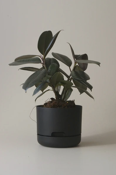 Mr Kitly - Self-Watering Plant Pots - 170mm - PICK UP ONLY