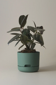 Mr Kitly - Self-Watering Plant Pots - 170mm - PICK UP ONLY