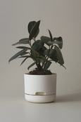 Mr Kitly - Self-Watering Plant Pots - 170mm - PICK UP ONLY