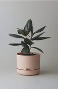 Mr Kitly - Self-Watering Plant Pots - 250mm - PICK UP ONLY