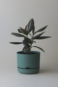 Mr Kitly - Self-Watering Plant Pots - 250mm - PICK UP ONLY