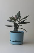 Mr Kitly - Self-Watering Plant Pots - 250mm - PICK UP ONLY