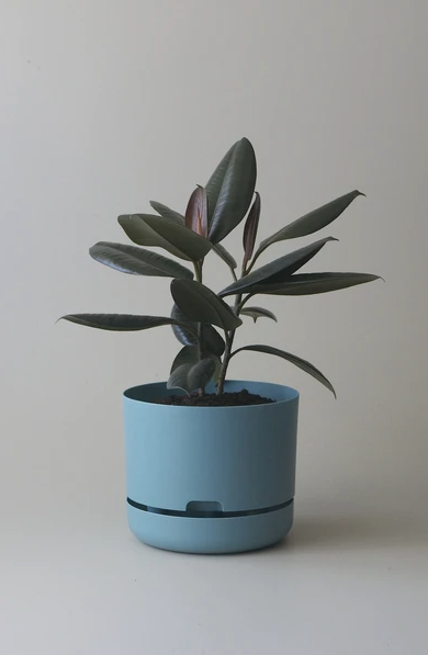 Mr Kitly - Self-Watering Plant Pots - 250mm - PICK UP ONLY
