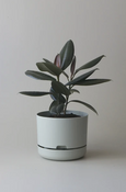 Mr Kitly - Self-Watering Plant Pots - 250mm - PICK UP ONLY