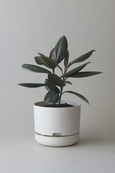 Mr Kitly - Self-Watering Plant Pots - 250mm - PICK UP ONLY