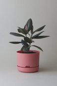 Mr Kitly - Self-Watering Plant Pots - 250mm - PICK UP ONLY