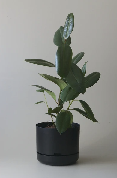 Mr Kitly - Self-Watering Plant Pot - 300mm - PICK UP ONLY