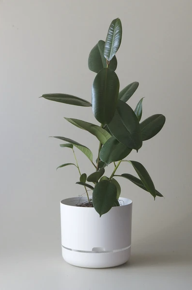 Mr Kitly - Self-Watering Plant Pot - 300mm - PICK UP ONLY