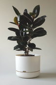 Mr Kitly - Self-Watering Plant Pots - 375mm - PICK UP ONLY