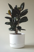 Mr Kitly - Self-Watering Plant Pots - 375mm - PICK UP ONLY