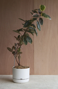 Mr Kitly - Self-Watering Plant Pots - 375mm - PICK UP ONLY