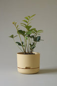Mr Kitly - Self-Watering Plant Pots - 215mm - PICK UP ONLY