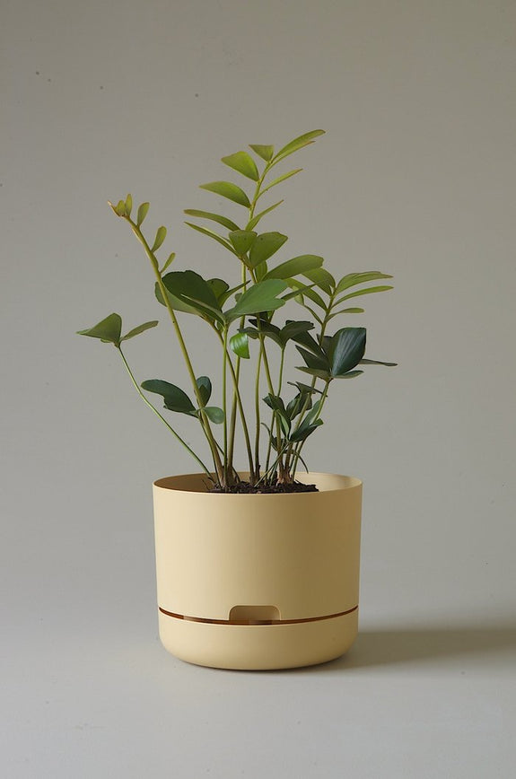 Mr Kitly - Self-Watering Plant Pots - 215mm - PICK UP ONLY