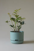 Mr Kitly - Self-Watering Plant Pots - 215mm - PICK UP ONLY
