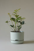 Mr Kitly - Self-Watering Plant Pots - 215mm - PICK UP ONLY