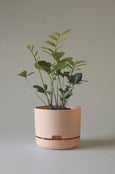 Mr Kitly - Self-Watering Plant Pots - 215mm - PICK UP ONLY