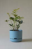 Mr Kitly - Self-Watering Plant Pots - 215mm - PICK UP ONLY