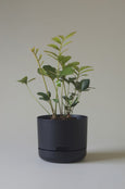 Mr Kitly - Self-Watering Plant Pots - 215mm - PICK UP ONLY