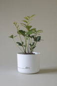 Mr Kitly - Self-Watering Plant Pots - 215mm - PICK UP ONLY