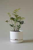 Mr Kitly - Self-Watering Plant Pots - 215mm - PICK UP ONLY