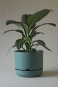 Mr Kitly - Self-Watering Plant Pots - 375mm - PICK UP ONLY
