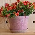 Woljam - Sundae Series Planter - Cherry