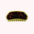 Etc. Store - Margo Large Hair Claw in Chartreuse / Tortoise