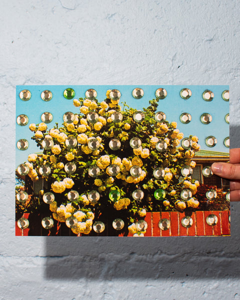 Emily Green - Backyard Gems - Giclee Print