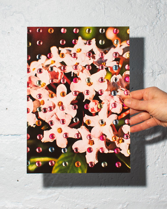 Emily Green - Dropped Hoya - Giclee Print