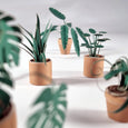 Pikkii  - Paper Plants