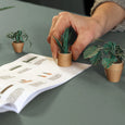 Pikkii  - Paper Plants