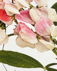 Canonbury Press - Pink Sweet Peas Greeting Card