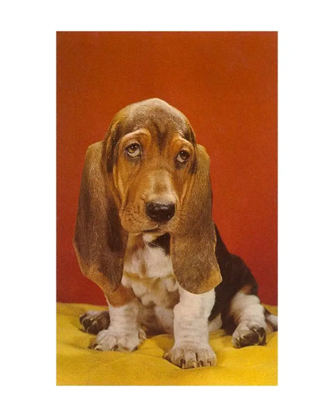 Found Image Press - Basset Hound Postcard