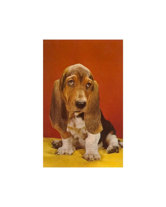 Found Image Press - Basset Hound Magnet