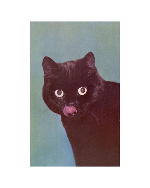 Found Image Press - Black Cat Licking Chops Postcard